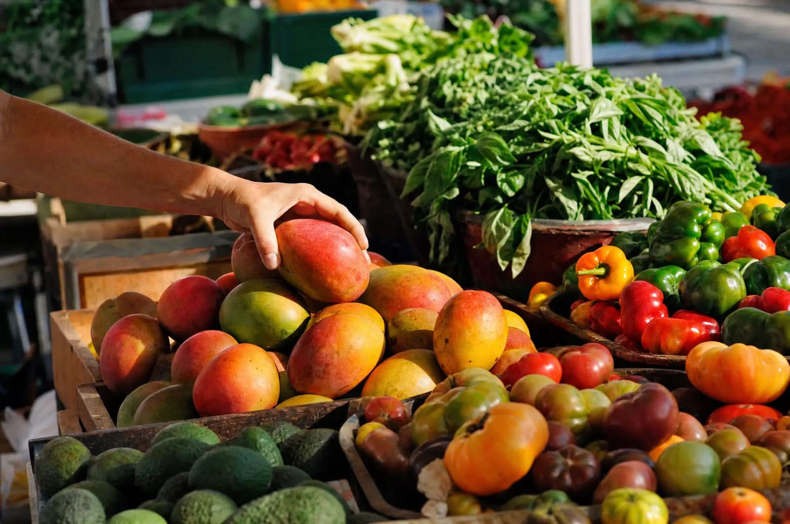 Florida farmers market with mangoes and tomatoes